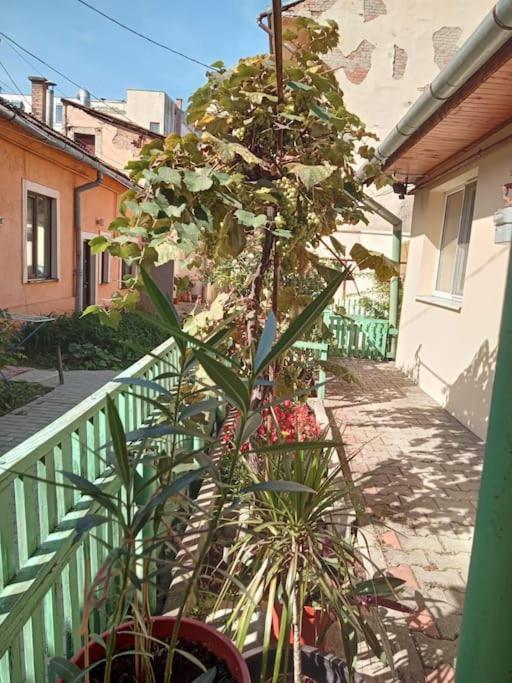 Emese Central Vintage Apartment Târgu-Mureş エクステリア 写真